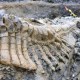 Riset: Dinosaurus Mati Karena Letusan Gunung Api Era Cretaceous